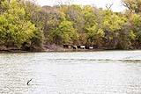 Cattle along the Lower Colorado River Fall 2020
